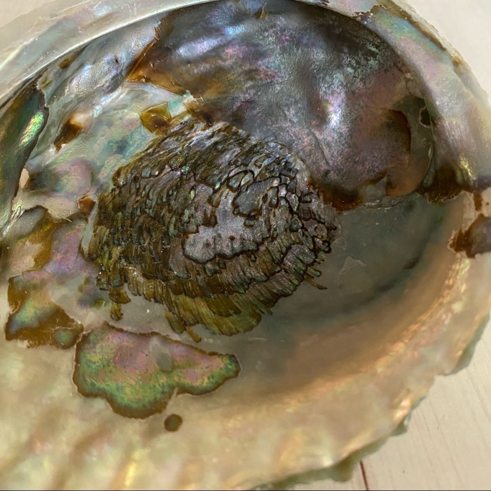 Vintage Abalone Sea Shell - Picture 4 of 9